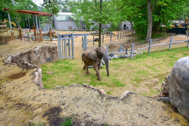 elephant walking in yard