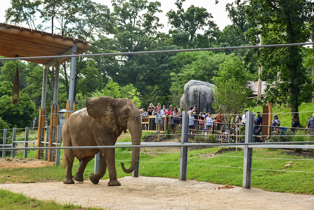 elephant walking in exhibit