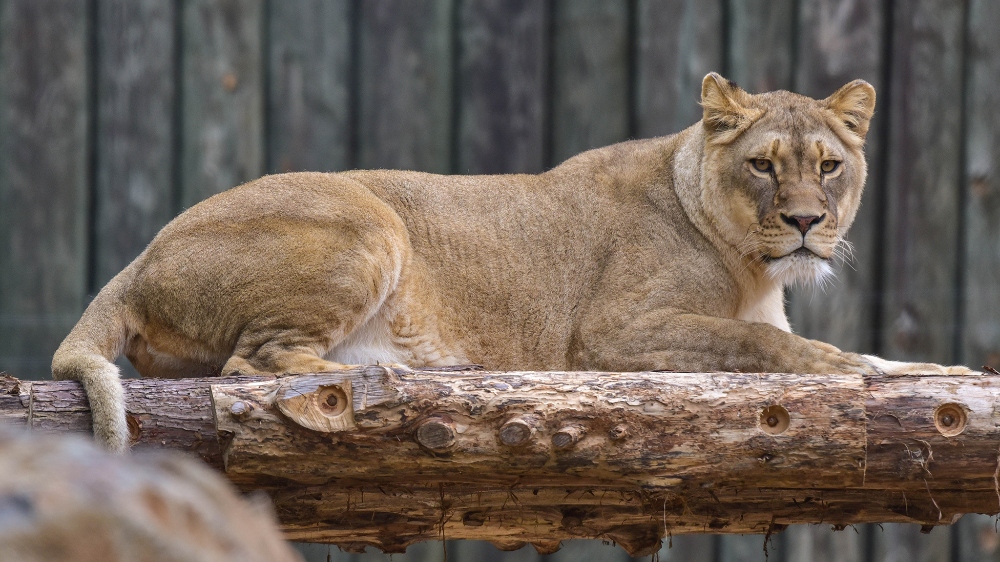 Lion Live Cam | The Maryland Zoo