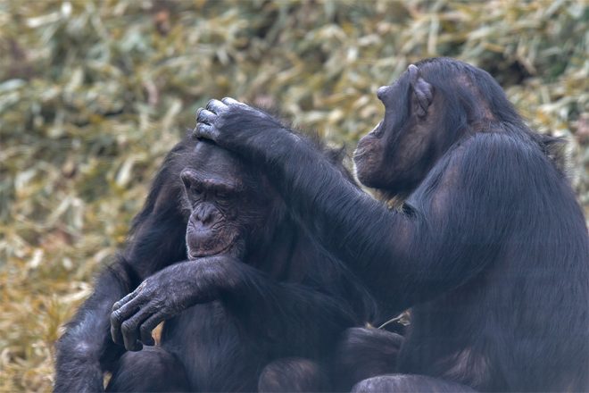 two chimps sitting next to eachother