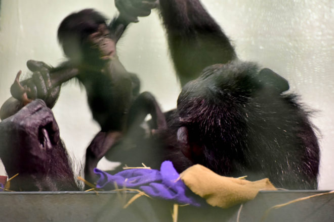 chimpanzee with baby