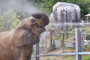 elephant being sprayed with water