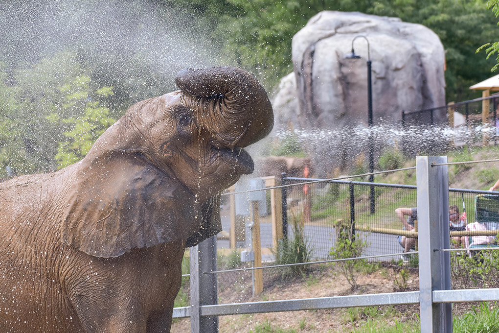 African Journey Construction: Final Update | The Maryland Zoo