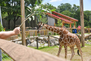 giraffe walking towards browse