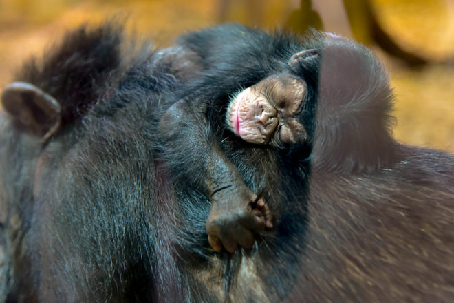 baby chimp on mom's back