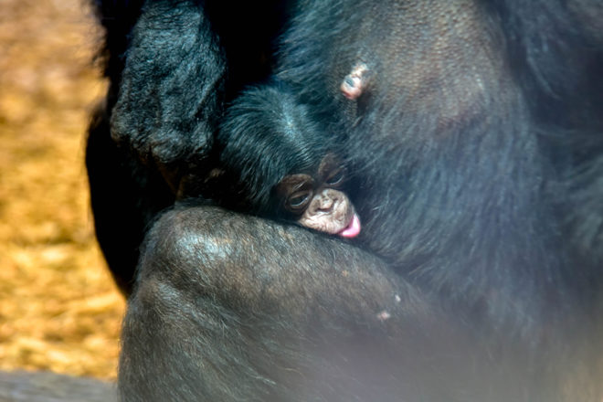 baby chimp with mom