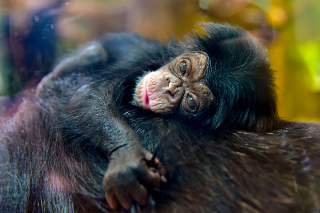 baby chimp with mom