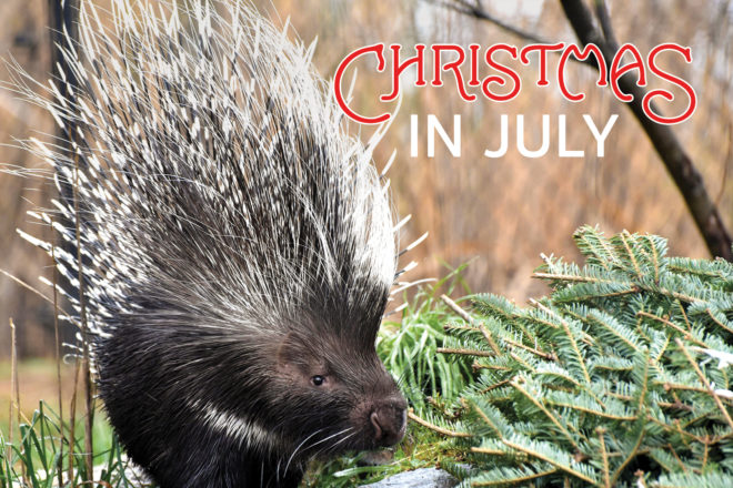 porcupine with evergreen branch