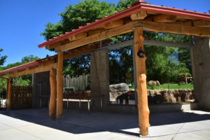 lion exhibit