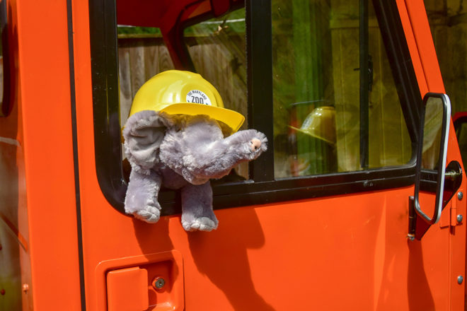 stuffed elephant in truck wearing a hard hat