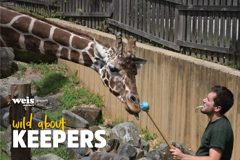 man training giraffe