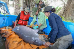 vet examining bolivian river dolphin