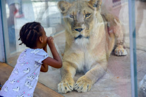 little girl looking at lion