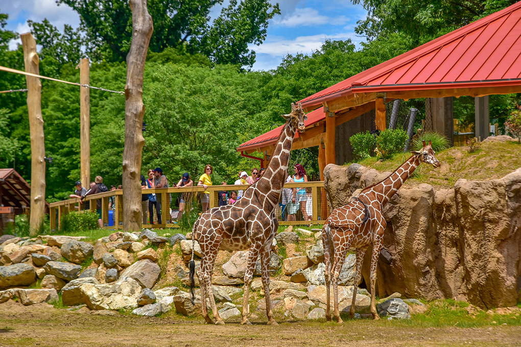 zoo pasaule