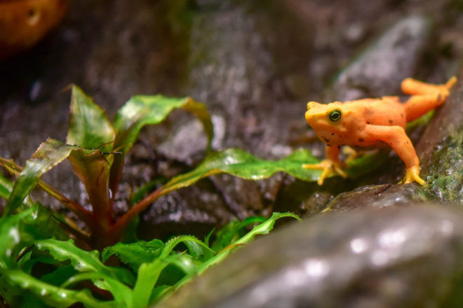 panamanian golden frog