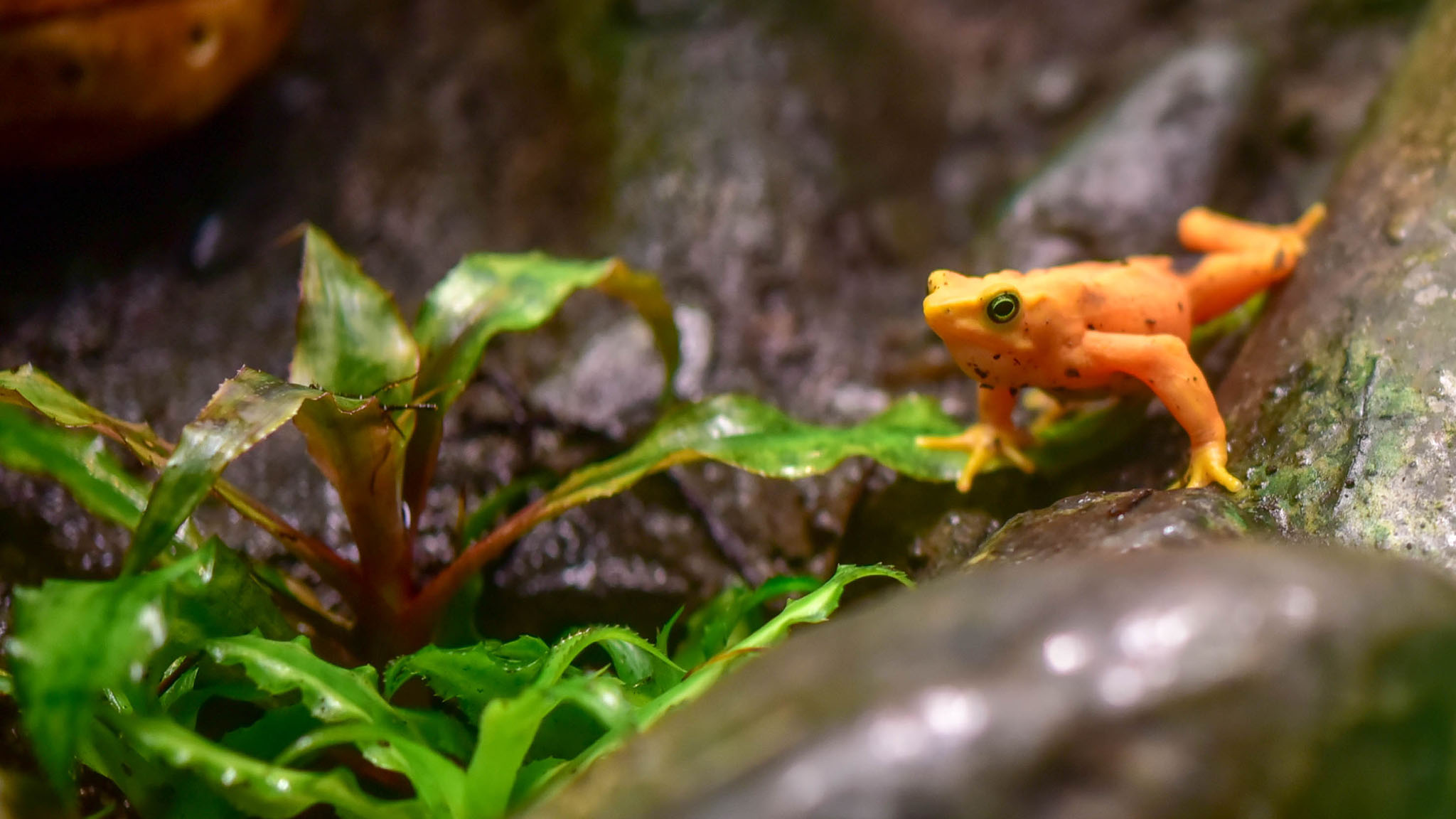 panamanian golden frog