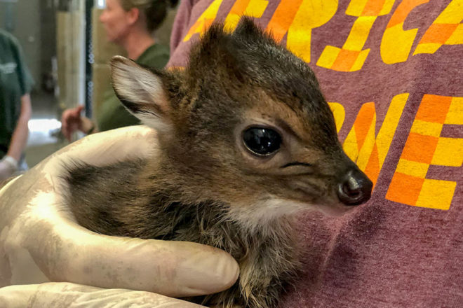 blue duiker