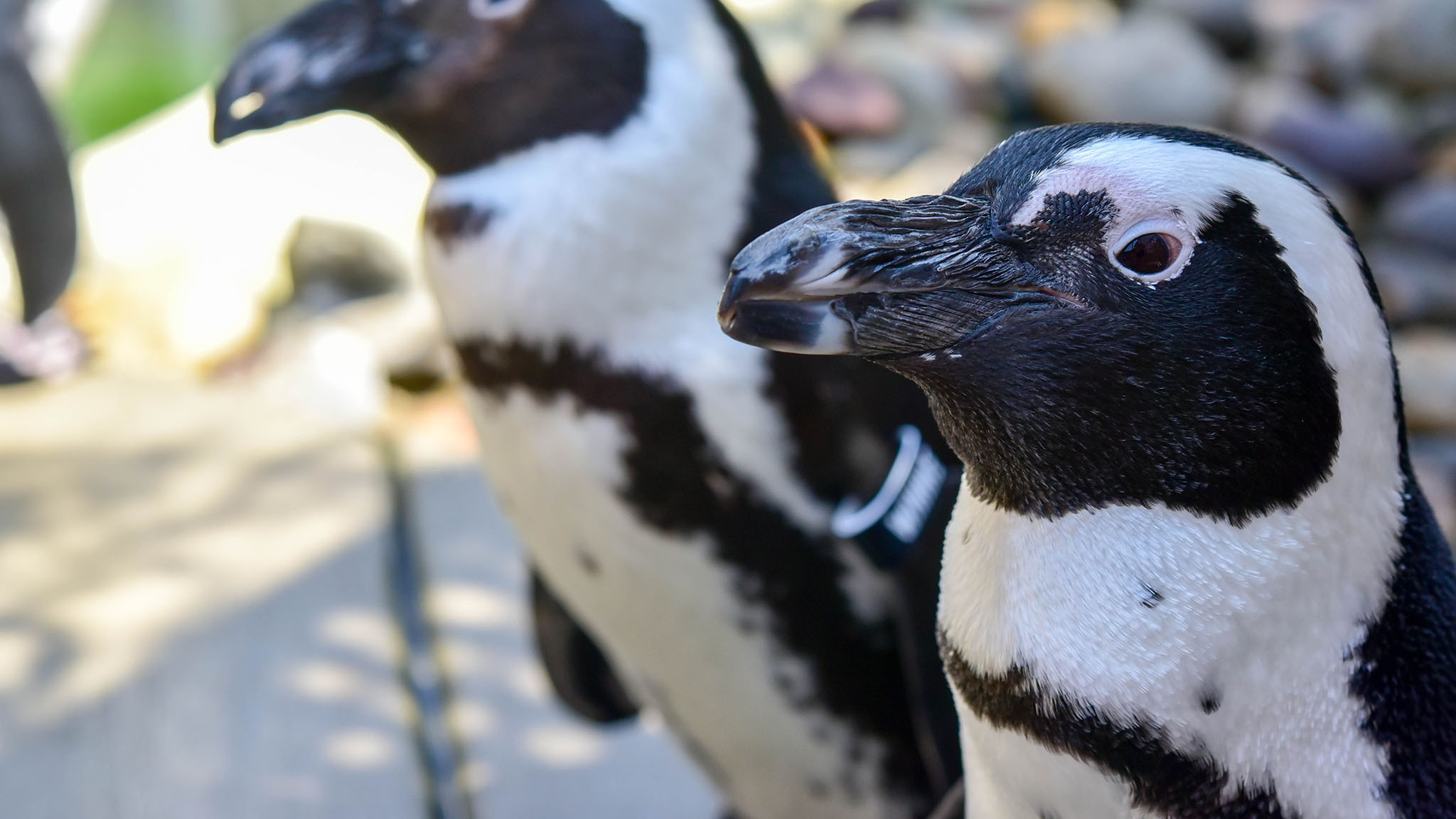 Penguin Encounters | The Maryland Zoo
