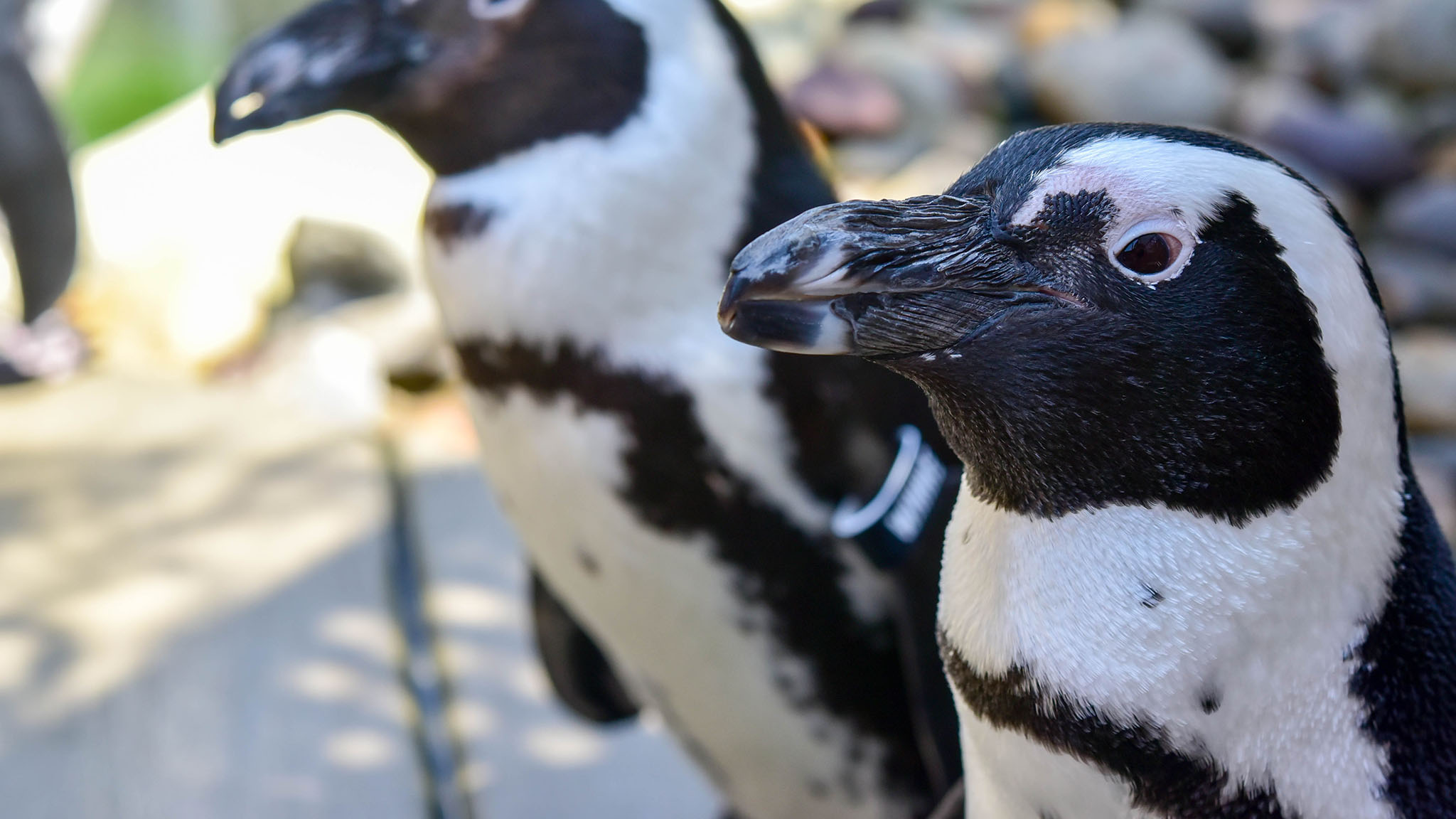 african penguins