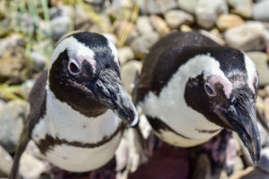 two african penguins