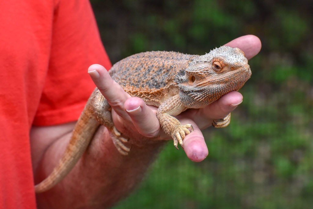 bearded dragon shops near me