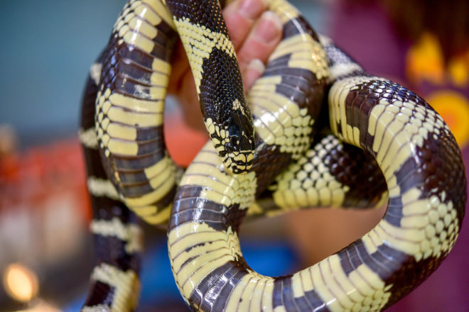 snake