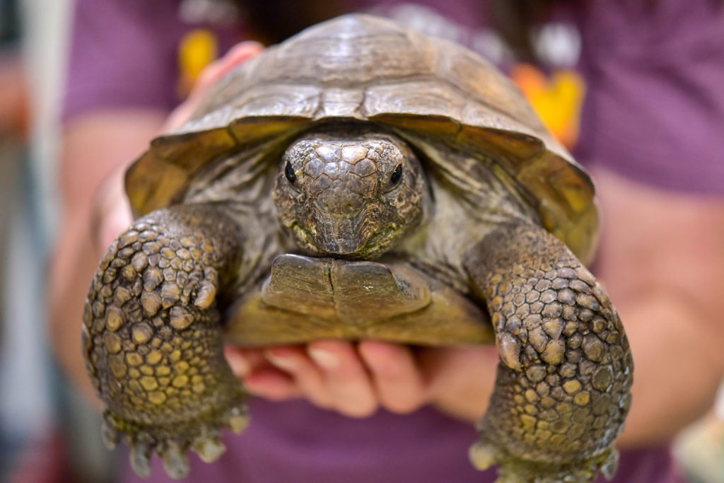 gopher tortoise pet