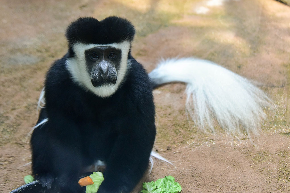 Colobus Monkey, Our Animals