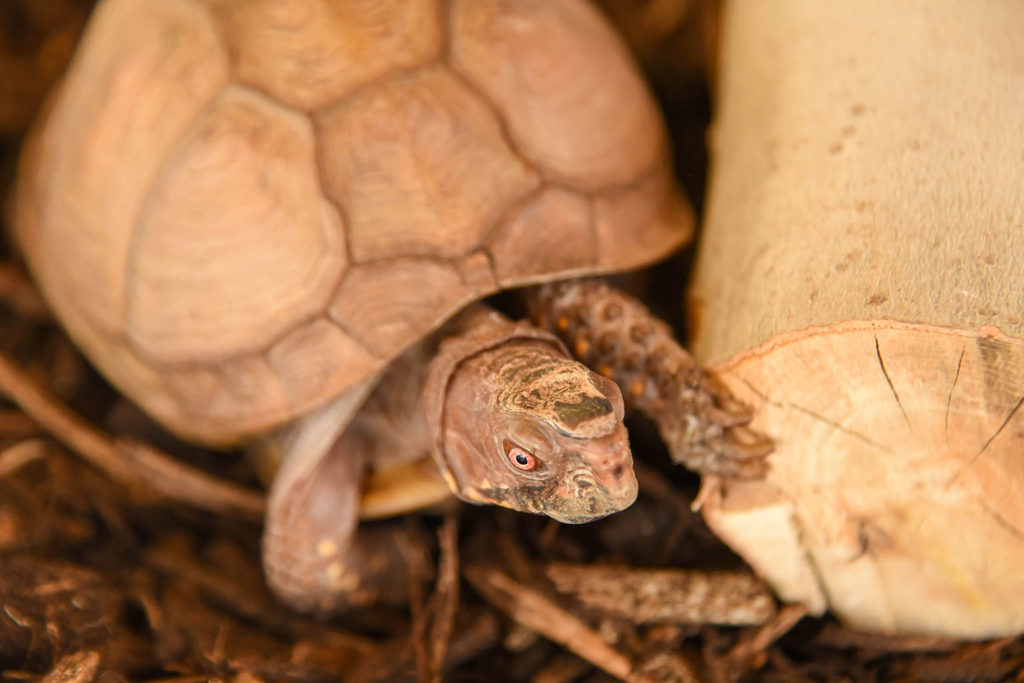 three toed box turtle background