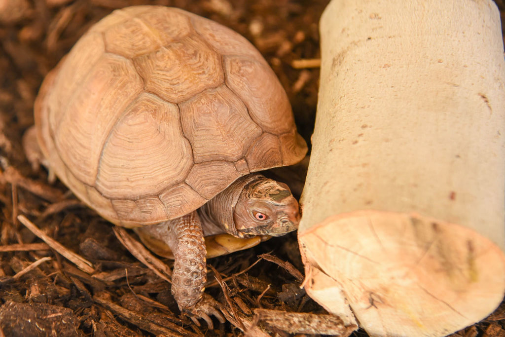 three toed box turtle