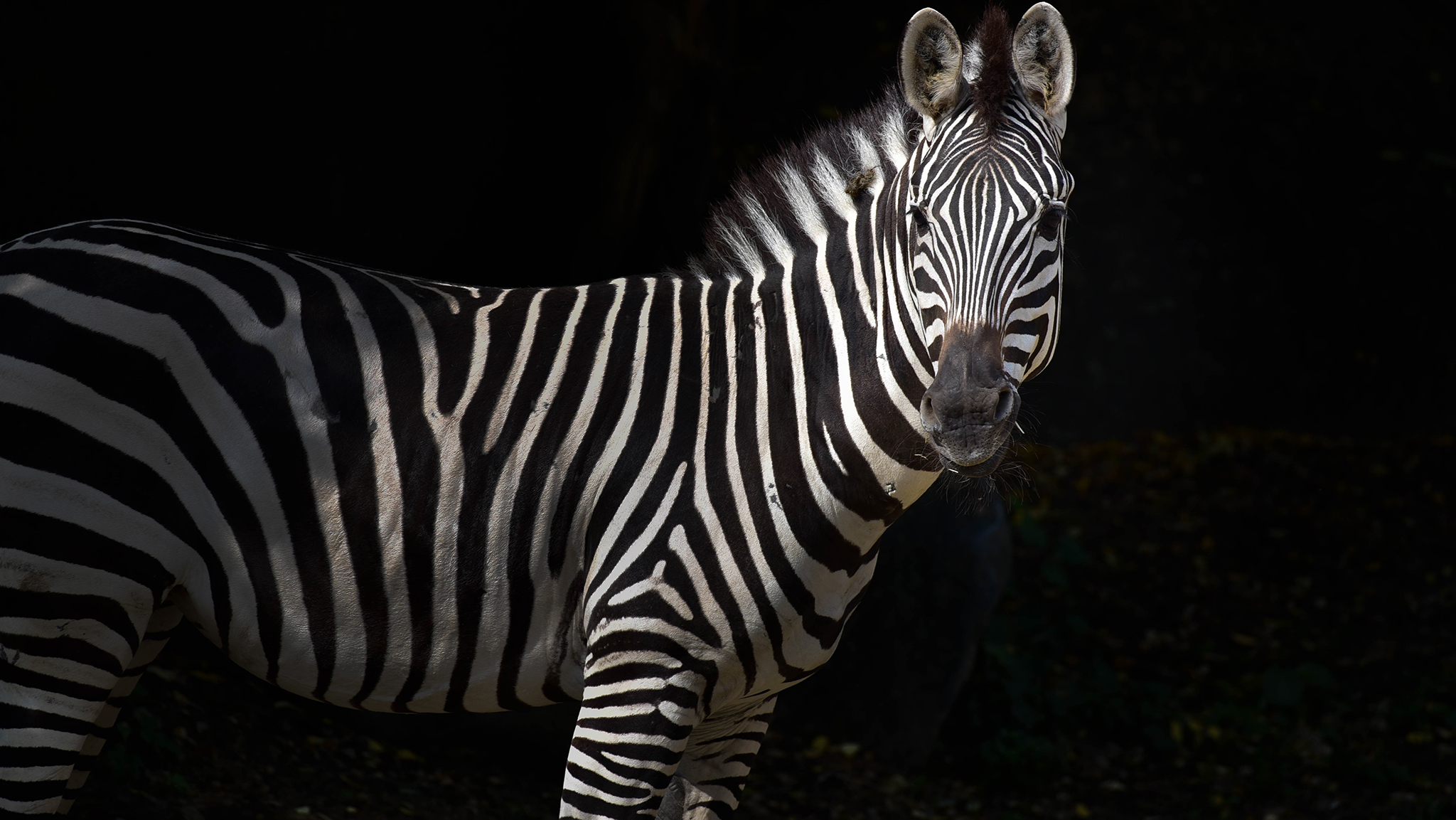 zebra