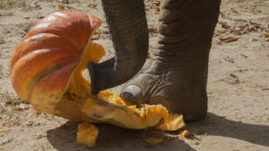 Elephant Foot On Pumpkin