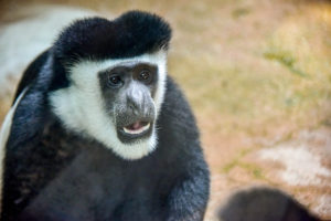 colobus monkey