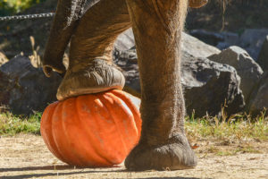 Elephant Foot On Pumpkin