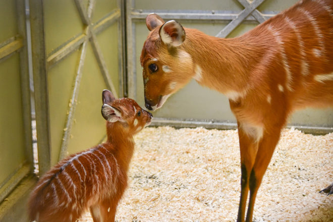sitatunga mother with calf