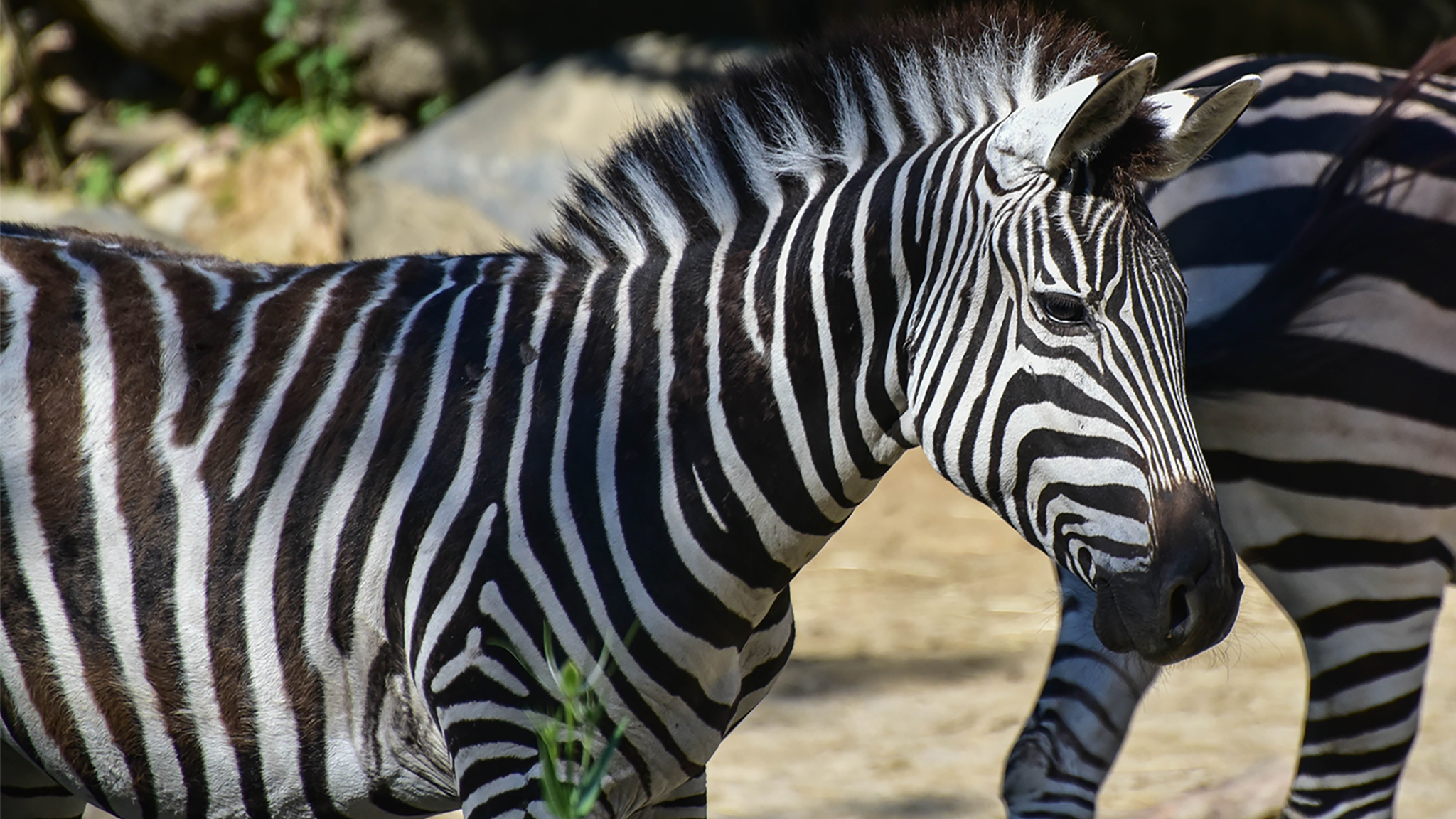 zebra