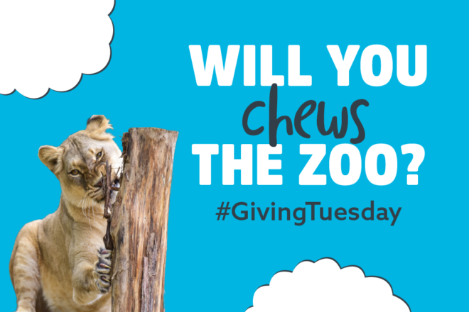 Will you chews the Zoo Giving Tuesday