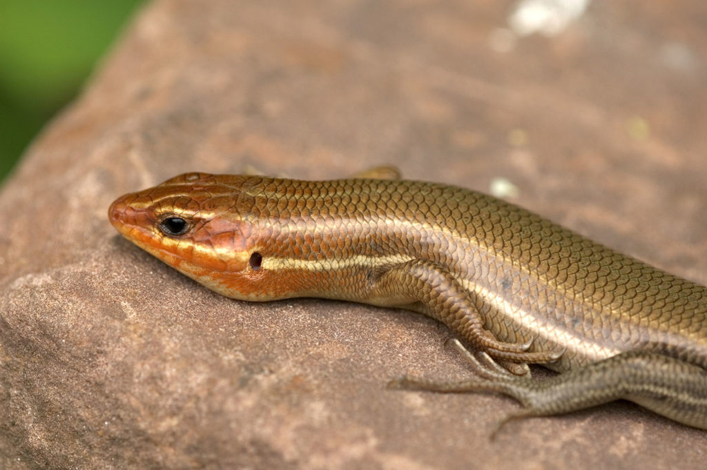 broad headed skink background