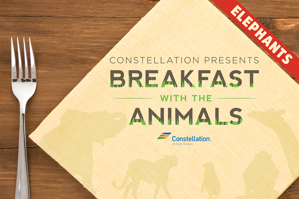 Constellation presents breakfast with the elephants