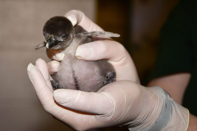 penguin chicks