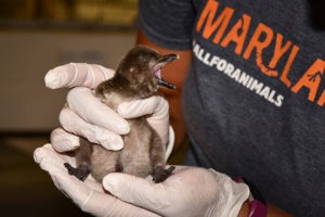 penguin chicks