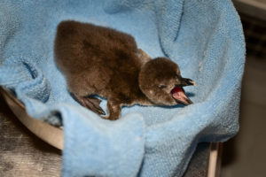 penguin chicks