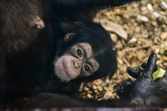 baby chimpanzee clinging to mother