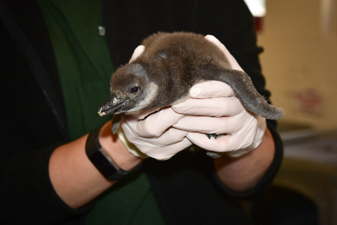 african penguin chick being held in gloved hands
