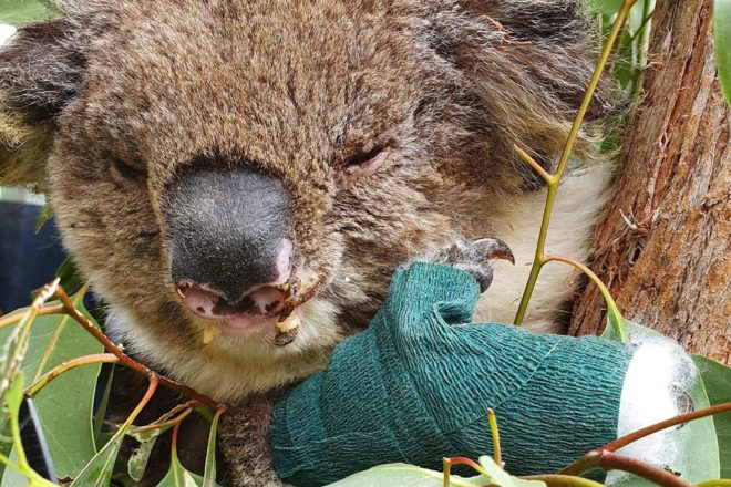 injured koala with bandaged arm.