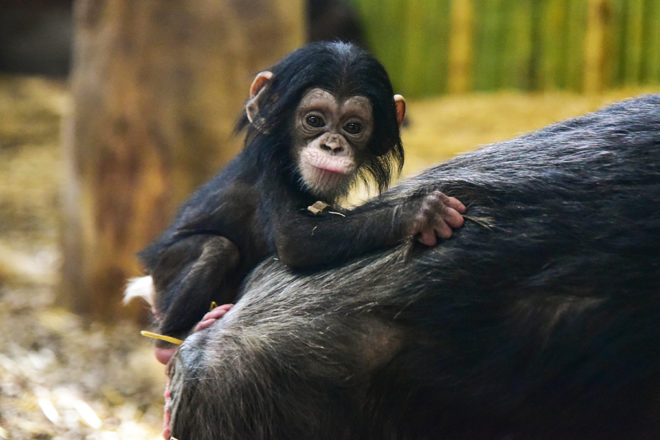 baby chimp clinging to mother's back.