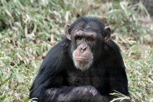 male chimpanzee sitting in grass.