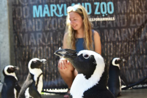 woman sitting with african penguins around her