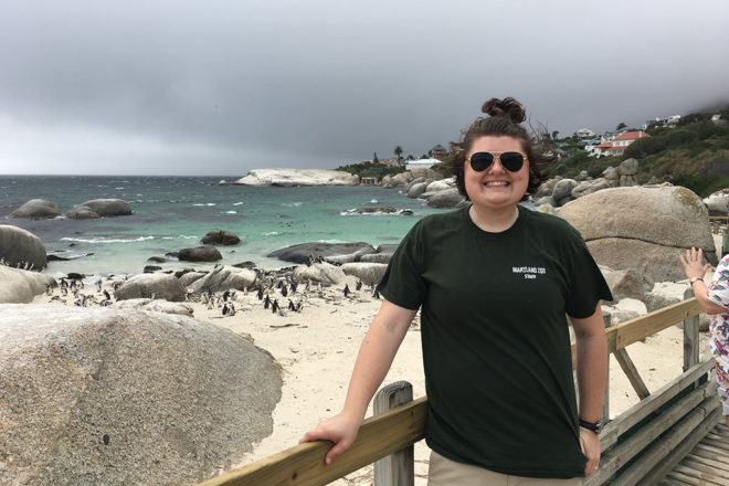 Zoo staff member standing in front of beach with African penguins on it.