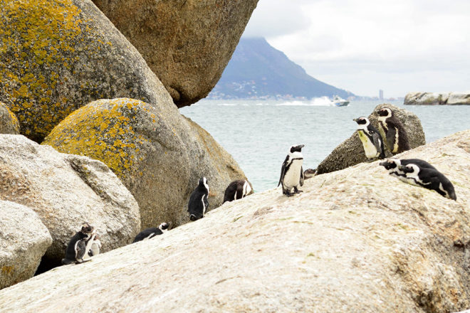 African penguins on rock in Africa.